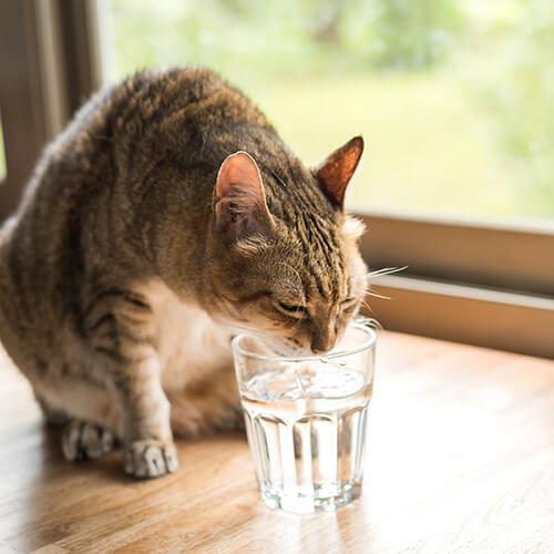 水を飲む猫
